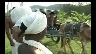 Fel Negras da senzala